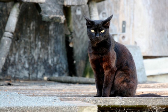 Svarta katter och talet 13 känns lite halvtråkigt när man jämför med vårt exotiska urval av lokala dåliga omen! Image credit articlecats.com