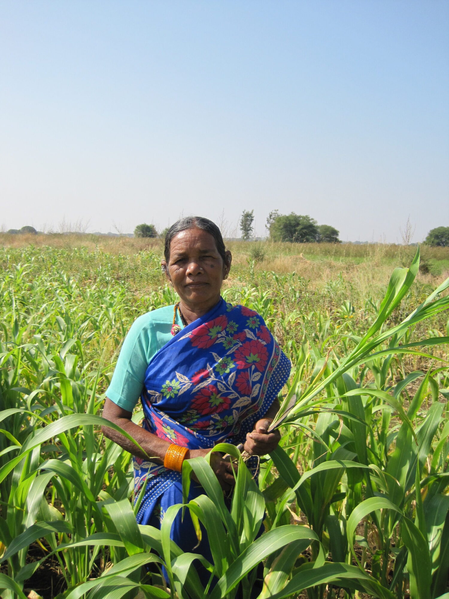 Kamlamma är en av milletsbönderna som arbetar med organisationen DDS. Här ses hon på Chandrammas milletsfält. Foto: Kristina Johansson