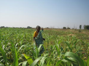 Chandramma på ett av sina milletsfält i hemby Bidakanne. Foto: Kristina Johansson