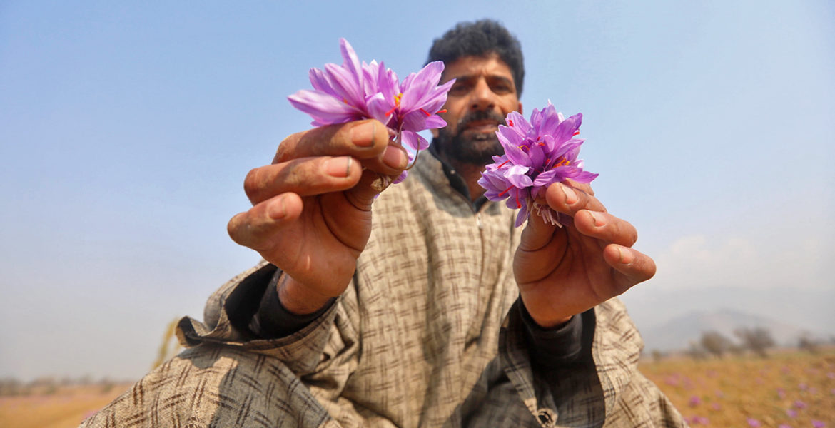 Saffransodlare i Kashmir visar upp sin skörd