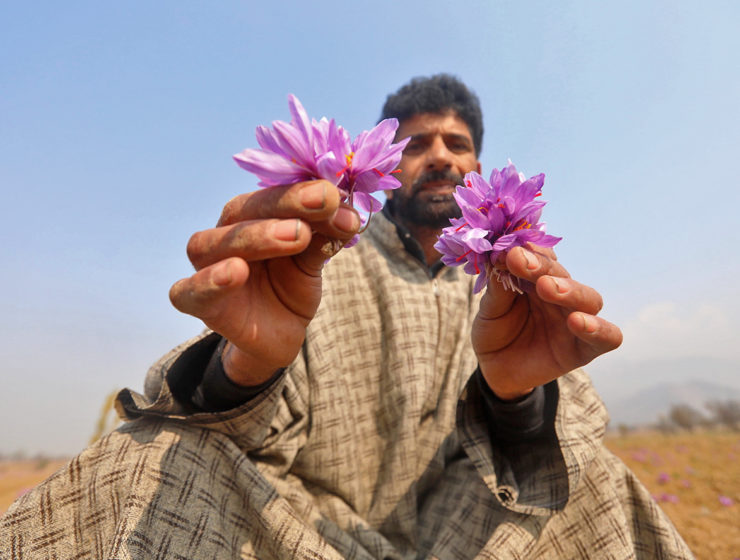 Saffransodlare i Kashmir visar upp sin skörd