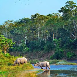 Noshörningar i Nepal