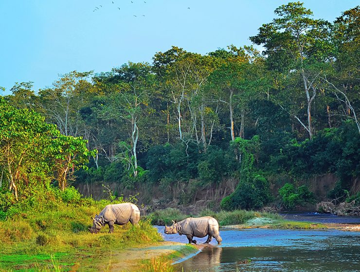 Noshörningar i Nepal