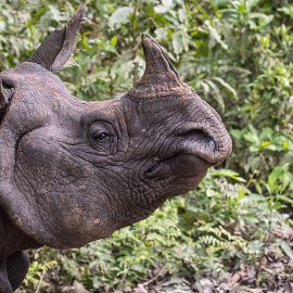 Noshörning i närbild