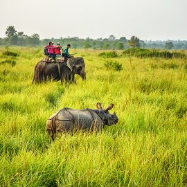 Tursiter på elefantygg skådar indisk pansarnoshörning i Nepal