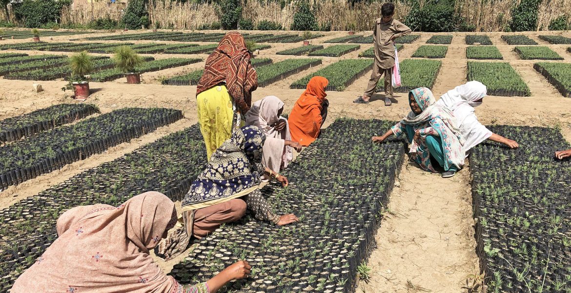 Trädplantor får omvårdnad vid en plantskola i Pakistan