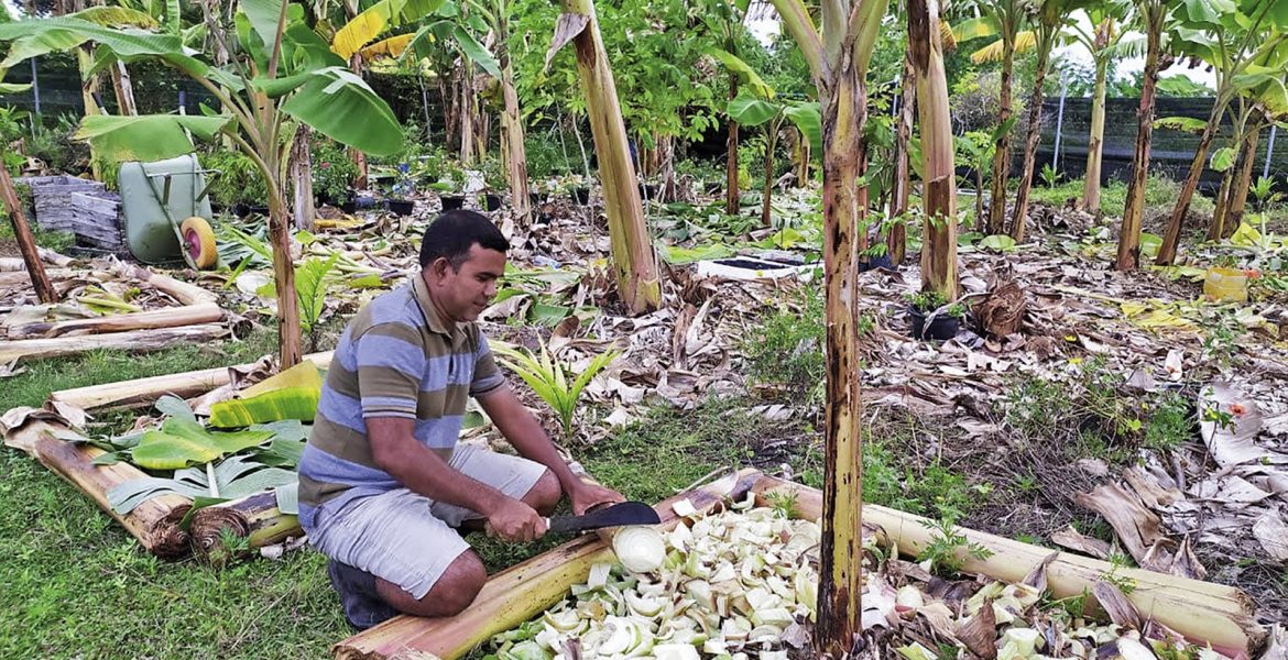 Odling på Maldiverna