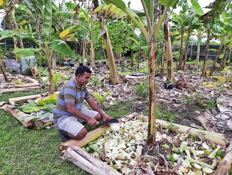 Odling på Maldiverna