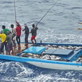 Fiske av tonfisk utanför Maldiverna
