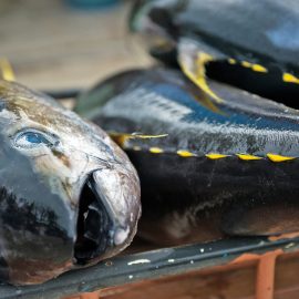 Landad tonfisk i Maldiverna