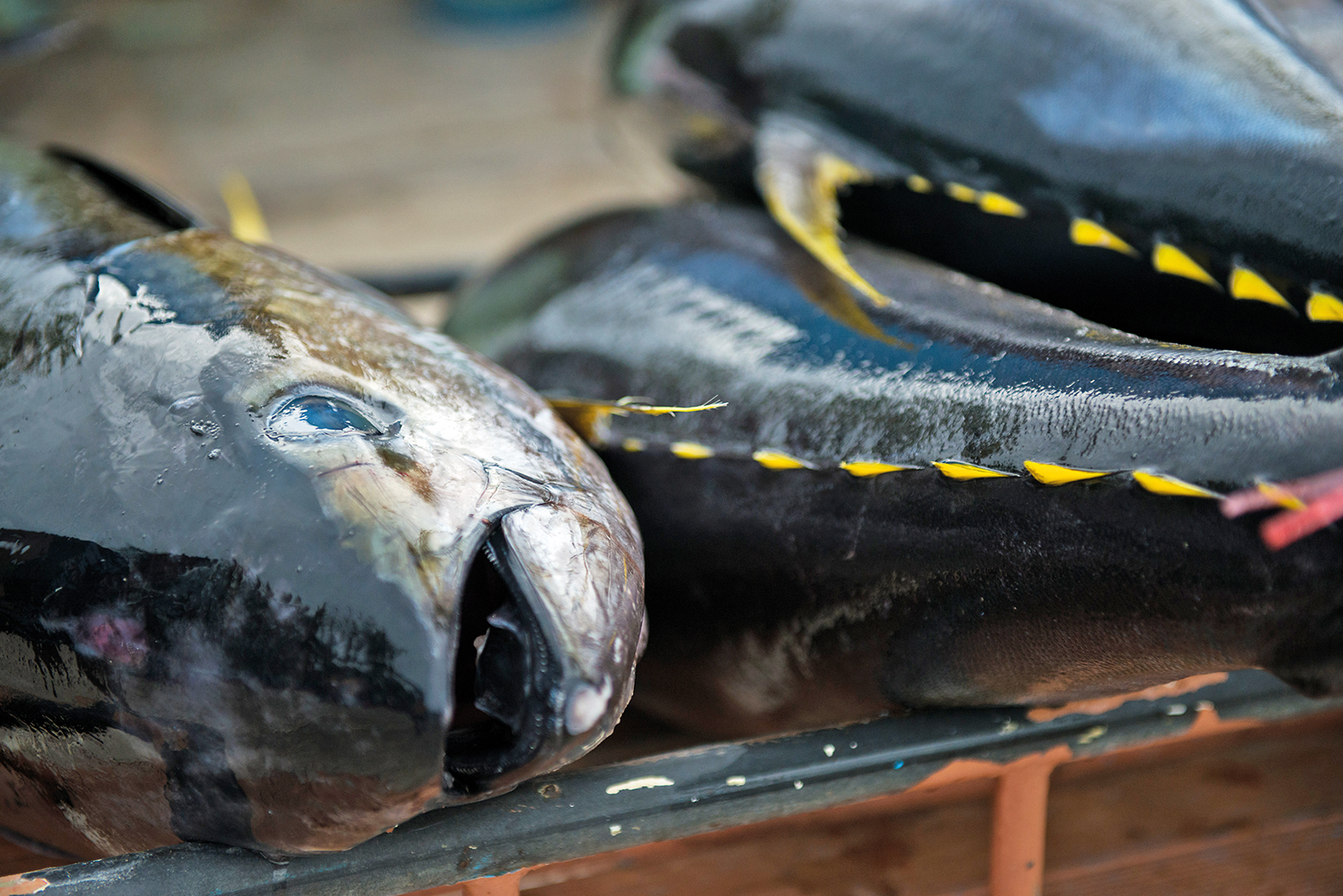 Landad tonfisk i Maldiverna