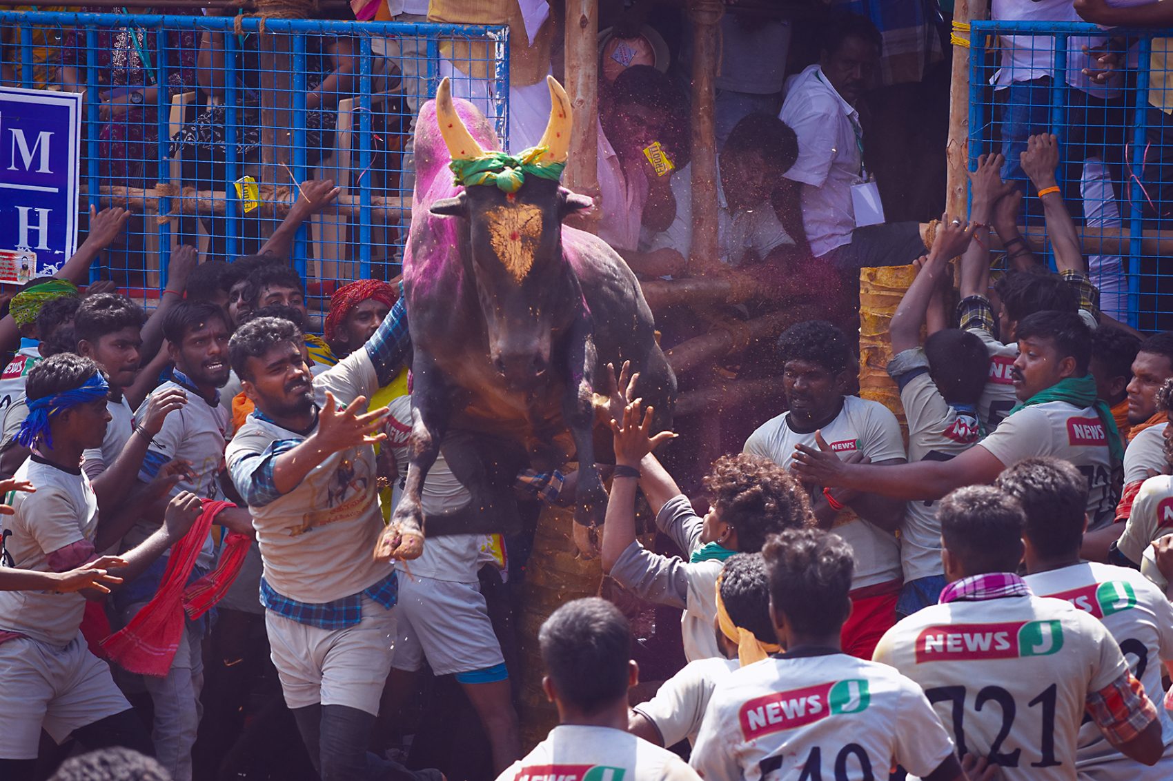 Tjurtämjning i Tamil Nadu vid firande av Thai Pongal i Tamil Nadu 2021