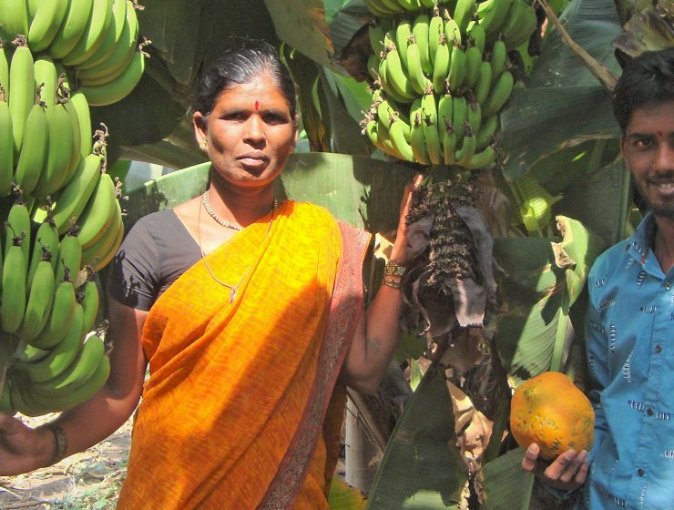 Ekologisk odling av bananer i Maharashtra