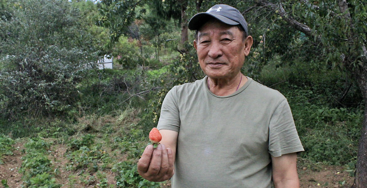 Jambay Dorji odlar jordgubbar i Bhutan