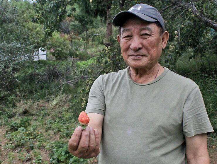 Jambay Dorji odlar jordgubbar i Bhutan