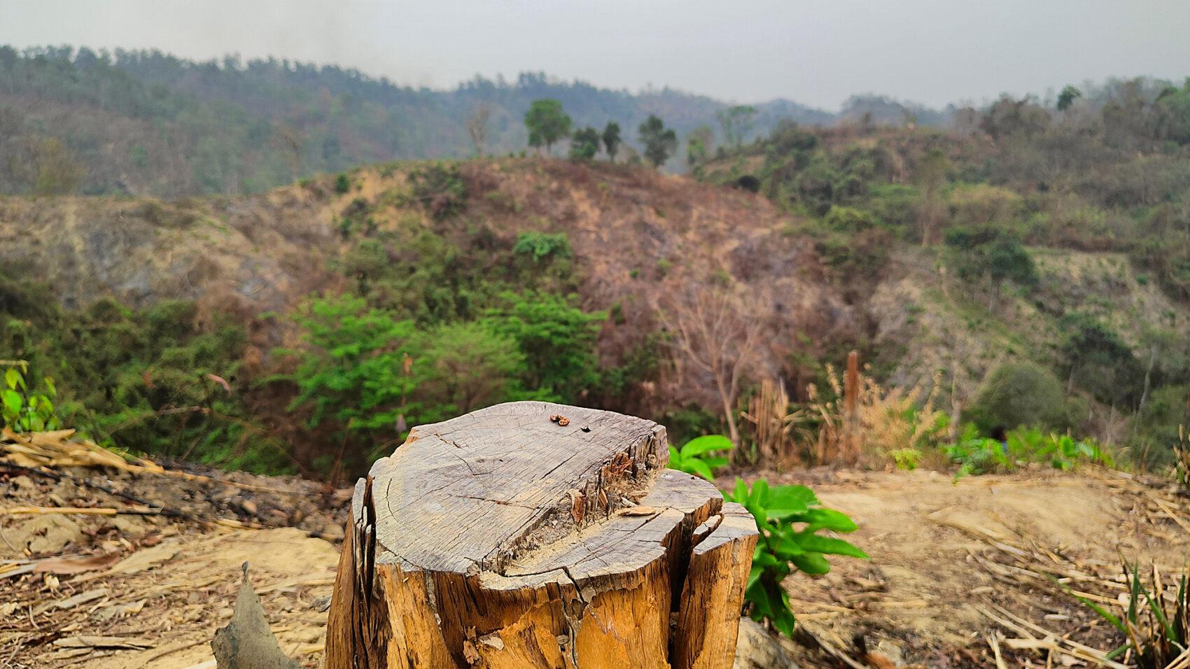 Träd har avverkats illegalt i bergstrakterna i Chittagong i Bangladesh