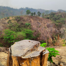 Träd har avverkats illegalt i bergstrakterna i Chittagong i Bangladesh