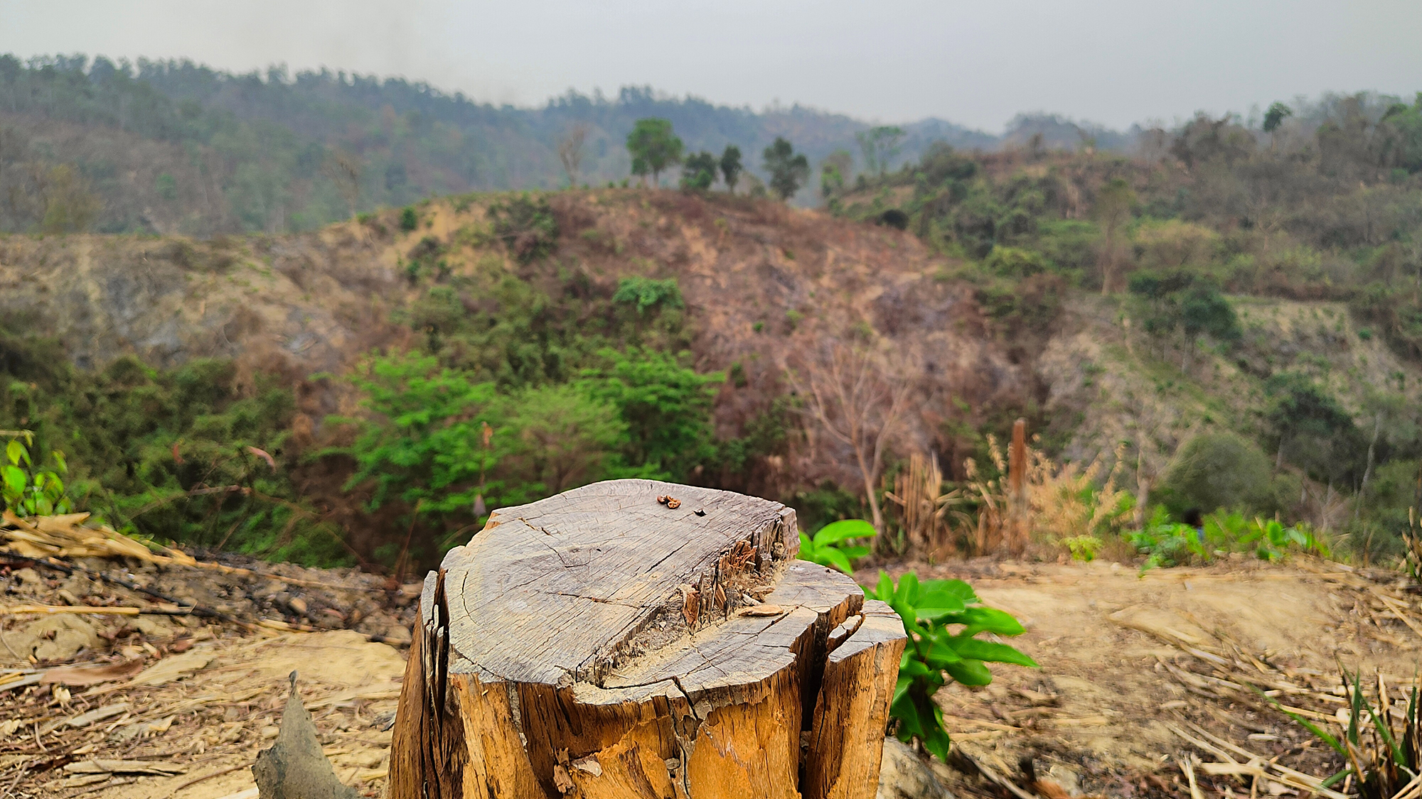 Träd har avverkats illegalt i bergstrakterna i Chittagong i Bangladesh