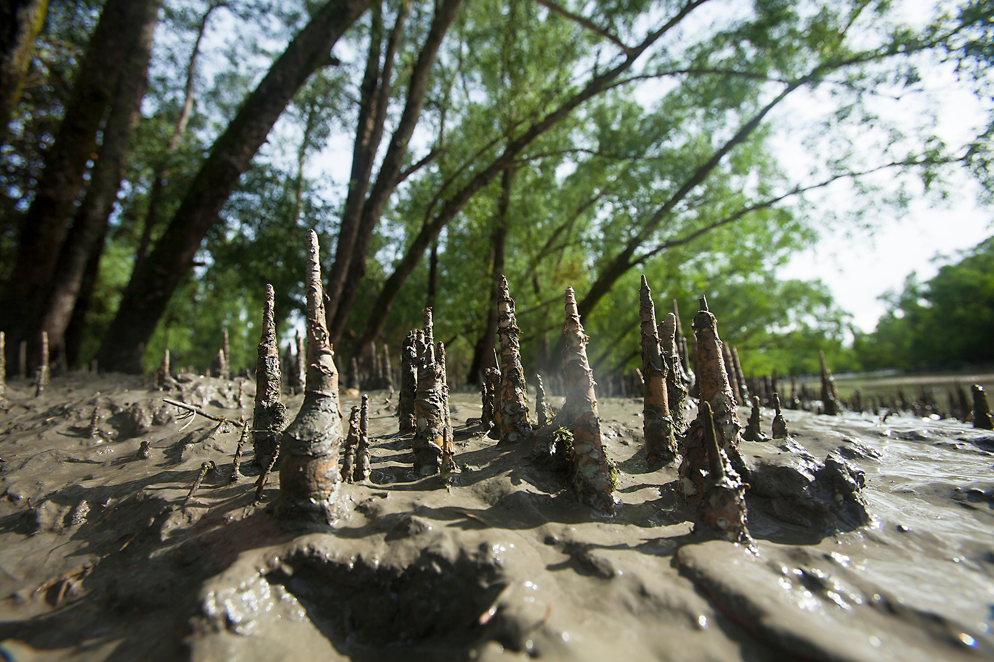 Mangroveplantor i Sundarbans