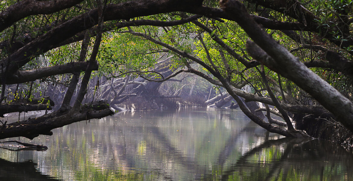 Vatten och växtlighet flyter ihop i mangroveskogen