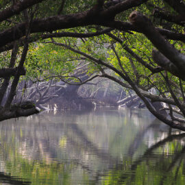 Vatten och växtlighet flyter ihop i mangroveskogen