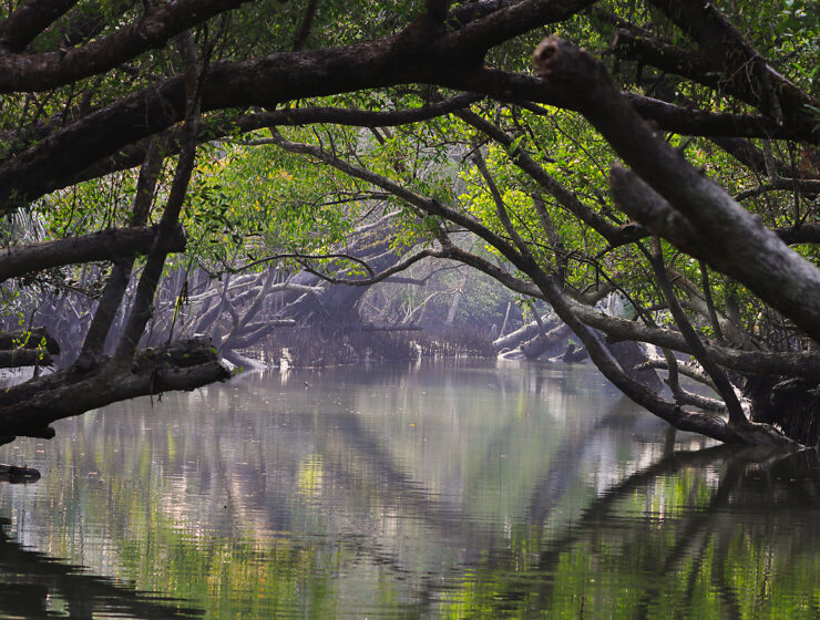 Vatten och växtlighet flyter ihop i mangroveskogen