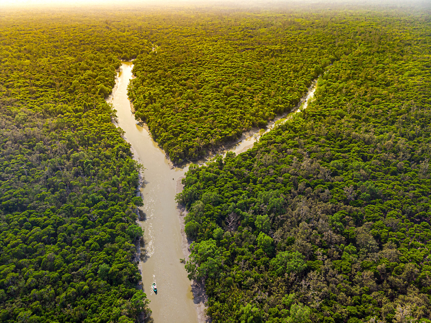 I Sundarbans finns världens största mangroveskog
