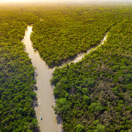 I Sundarbans finns världens största mangroveskog