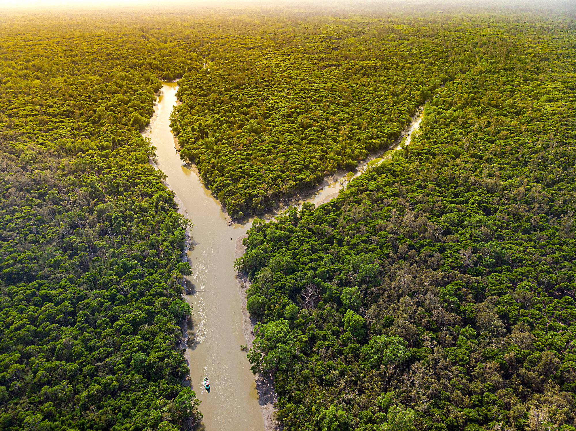 I Sundarbans finns världens största mangroveskog