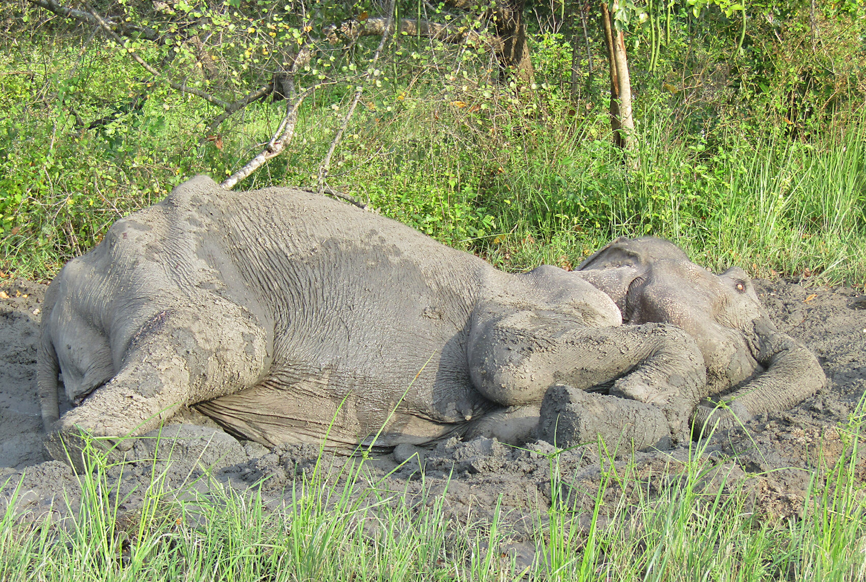 Dödad elefant i Sri Lanka.