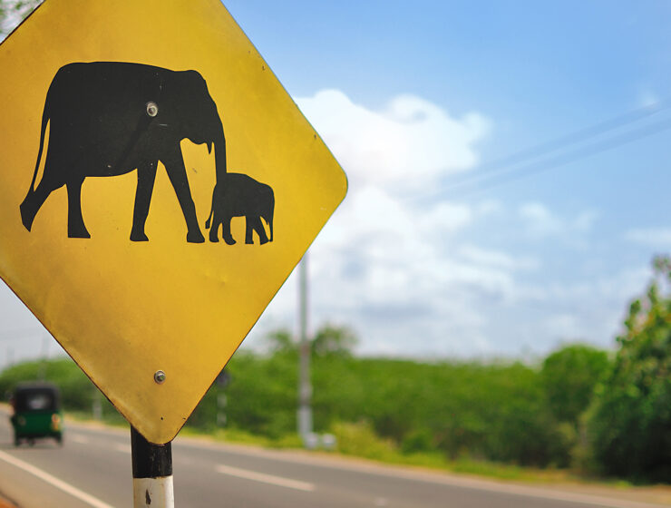 Varning för elefanter! Vanlig vägskylt på landsbygden i Sri Lanka.