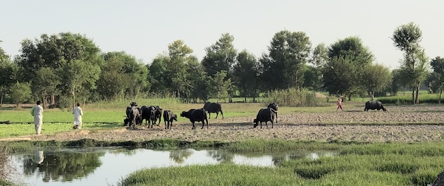 Boskap i Pakistan